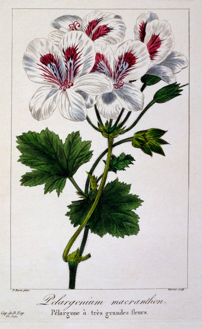 Pelargonium macranthon, 1836 da Pancrace Bessa